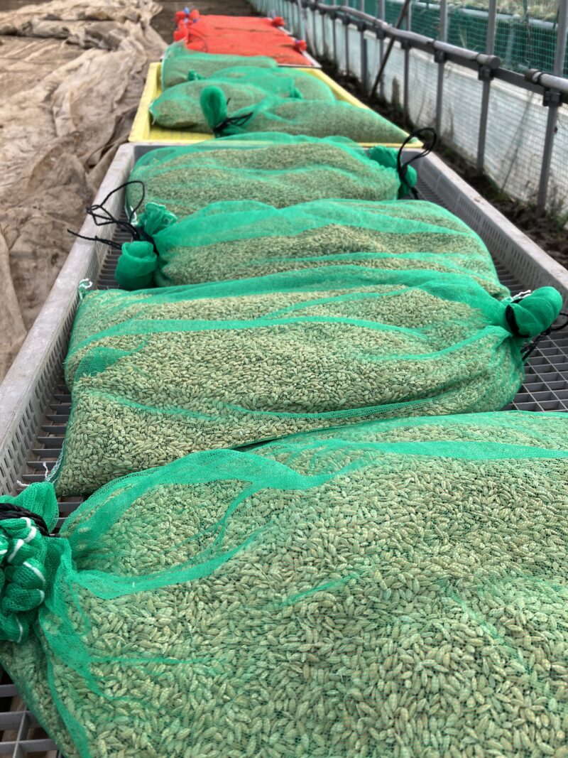 緑ネット袋に入った種もみ