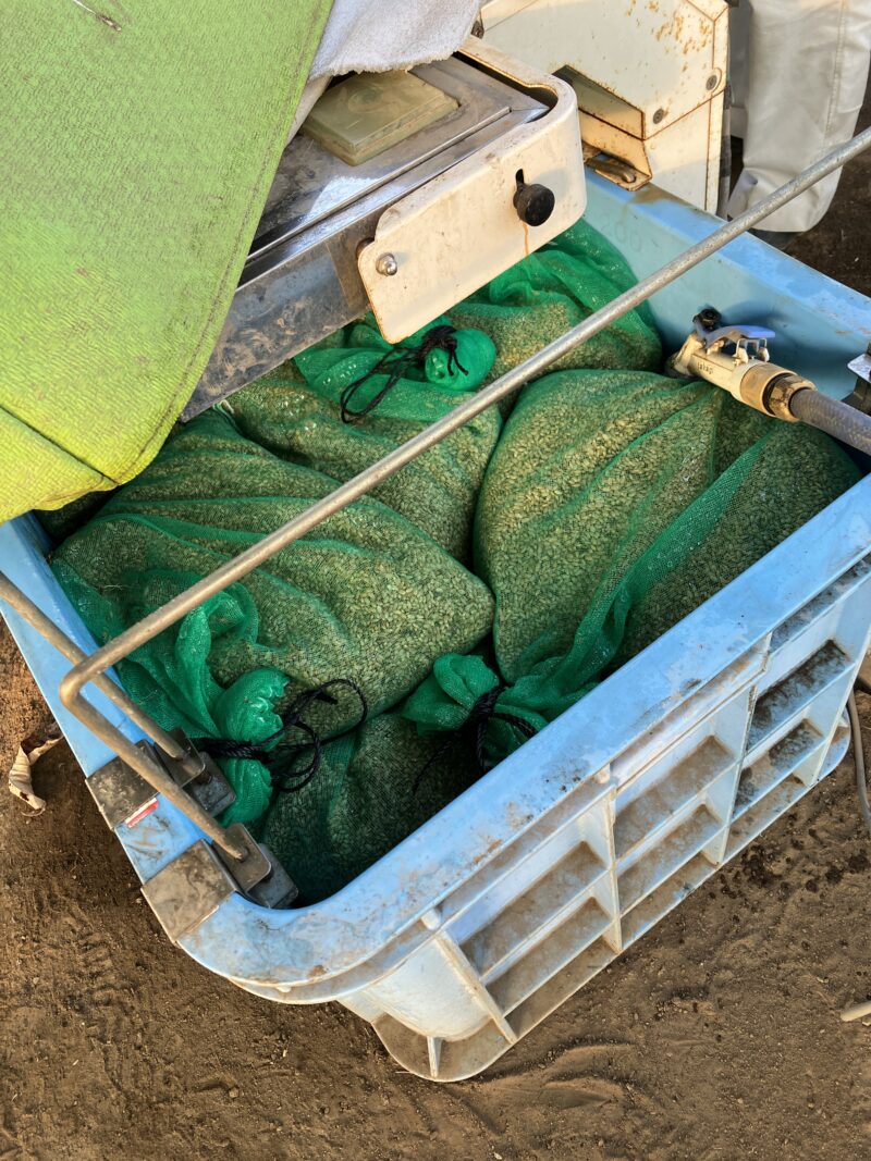 発芽機に入れた種もみ