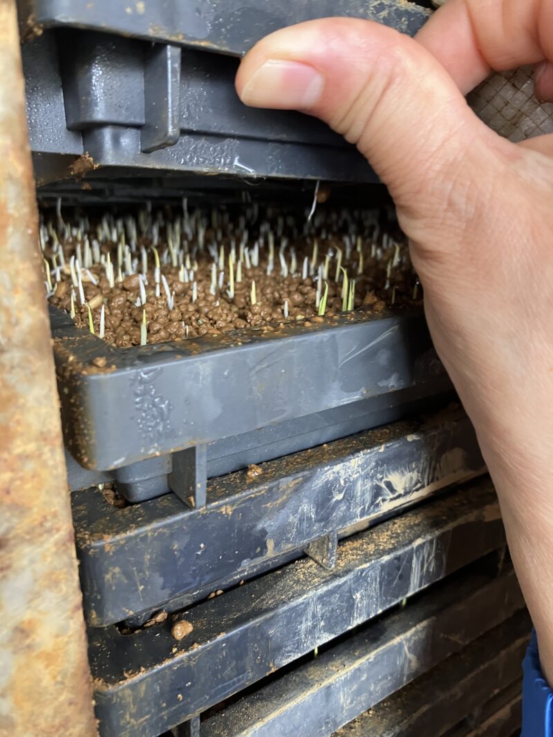 育苗機から出た芽