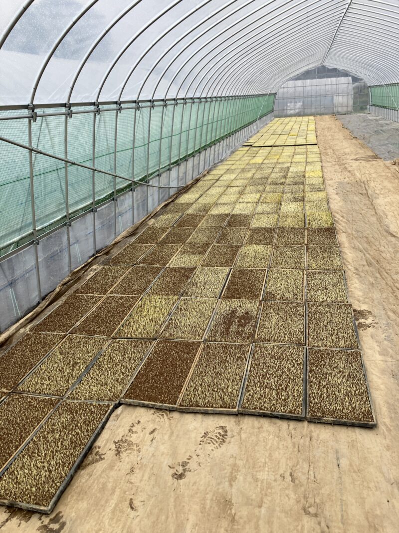 ハウスに並べた苗箱