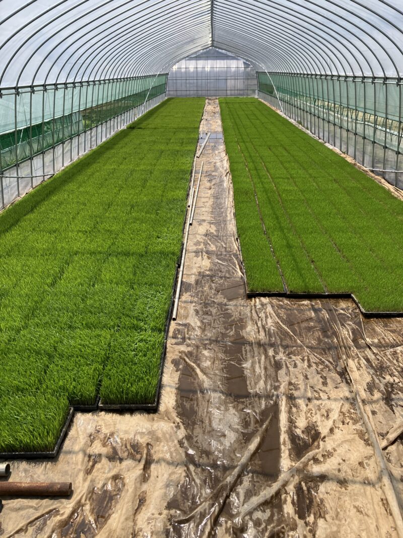 青々と育った苗