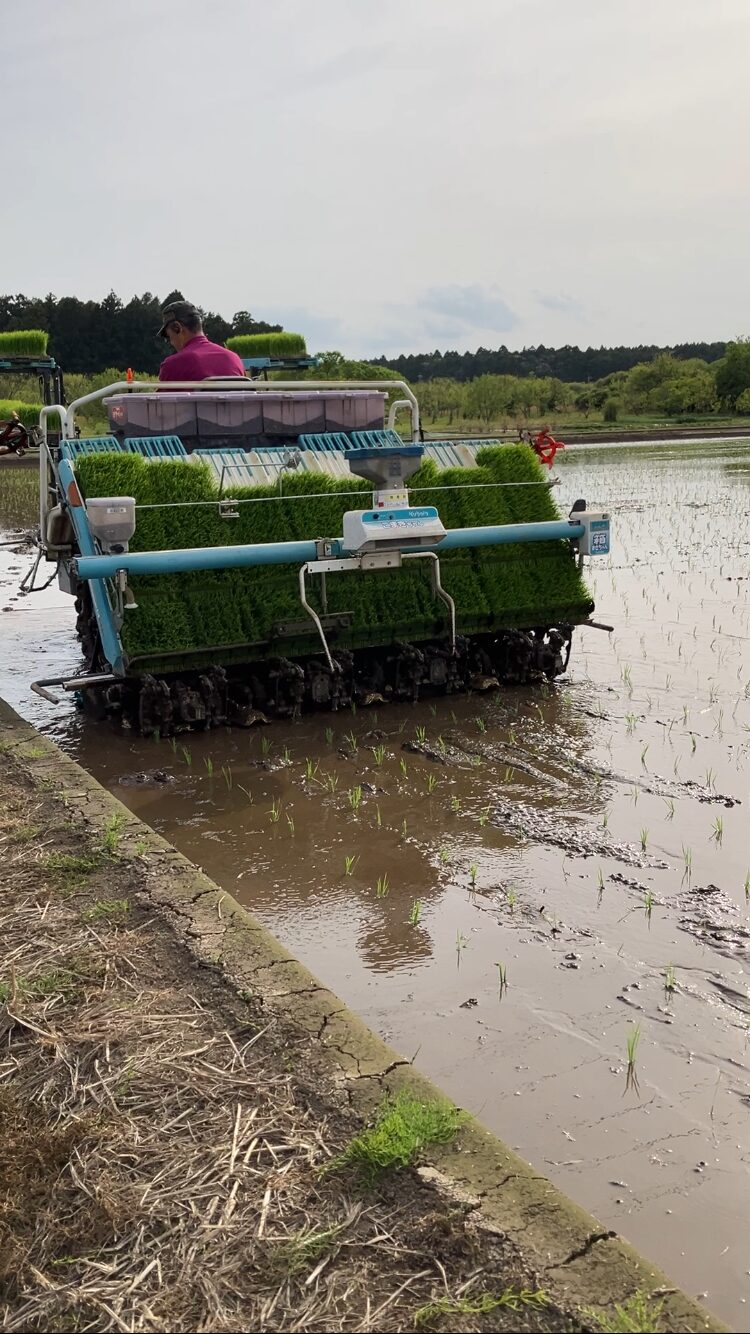 田植え作業中